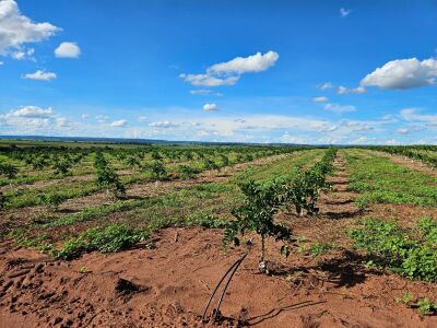 Imagem da notícia Citricultura cresce em Cassilândia, já soma mais de 500 mil pés de laranja plantados e deve atingir até 2.900 hectares